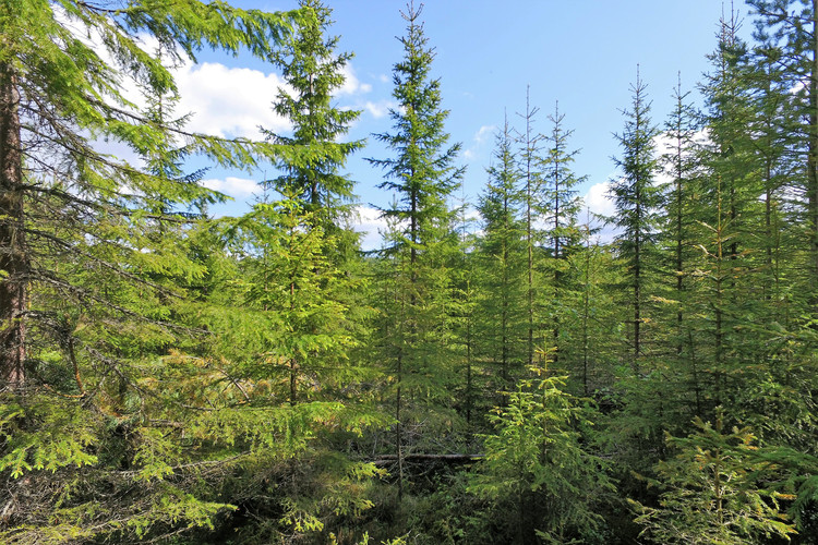 10 Vanligaste Tr den I Sverige Listkollen se 10 Vanligaste Tr den I Sverige Listkollen se